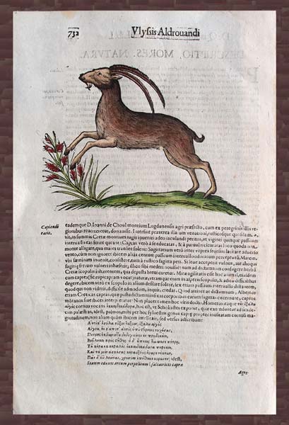 stampa antica stambecco aldrovandi