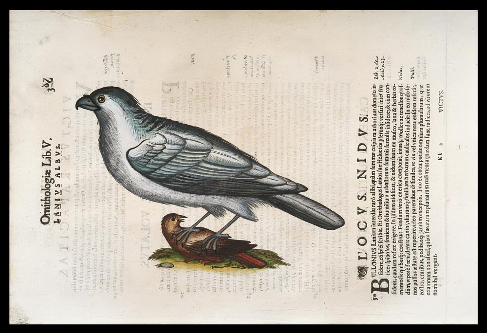stampa antica averla aldrovandi