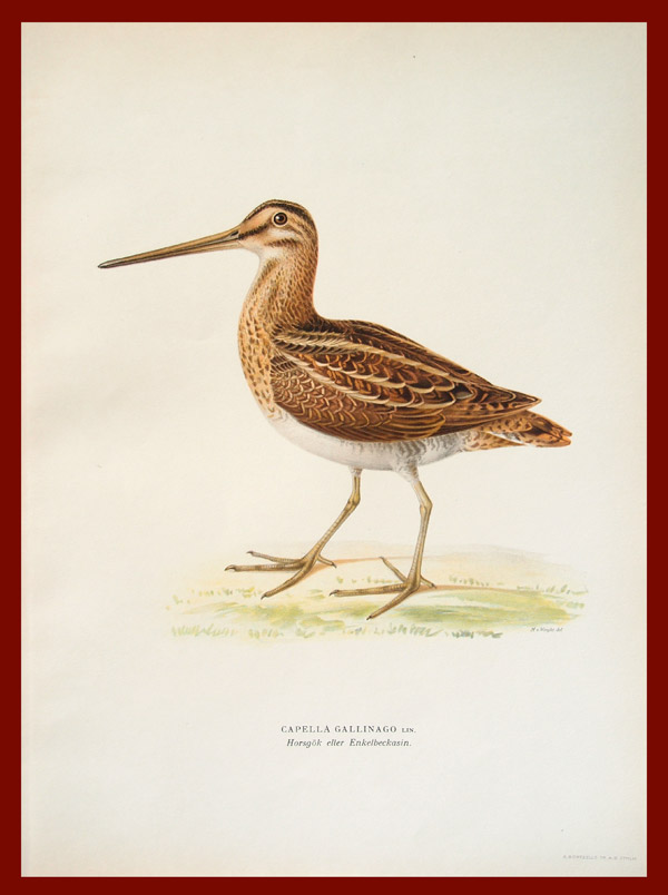 stampa antica beccaccino wright
