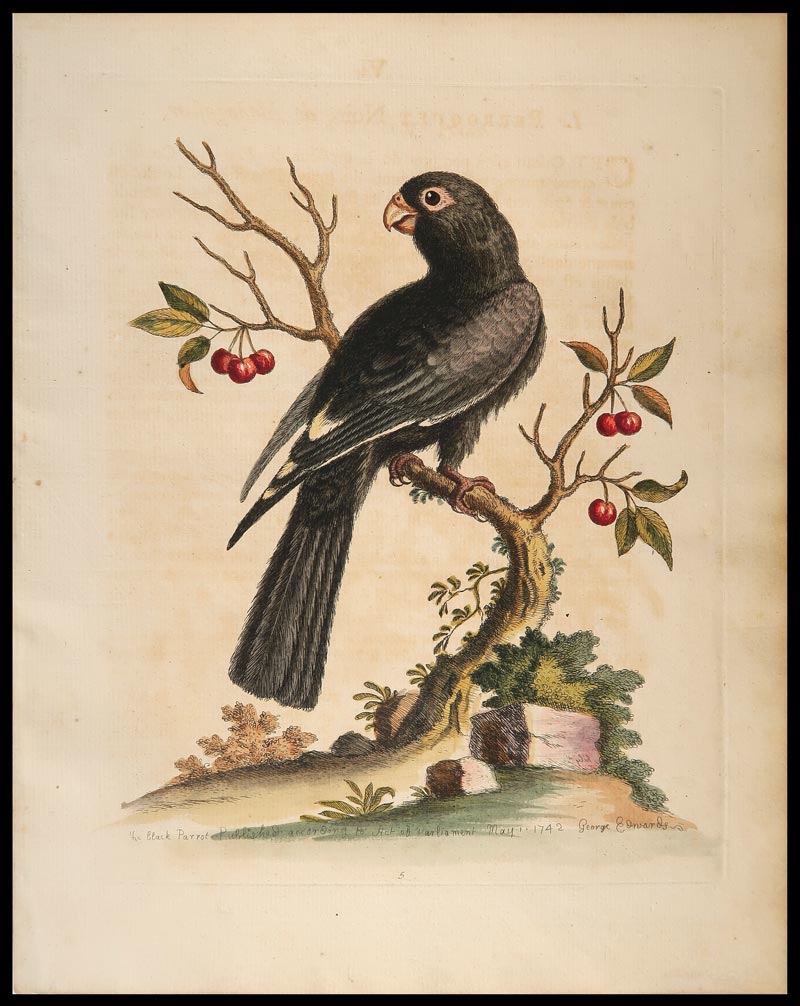 stampa antica black parrot edwards
