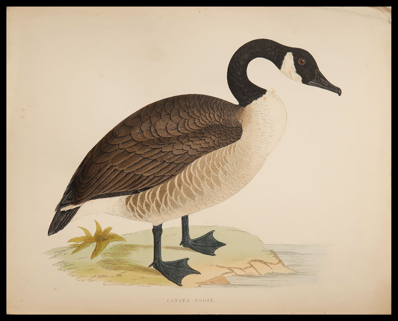 stampa antica oca canada