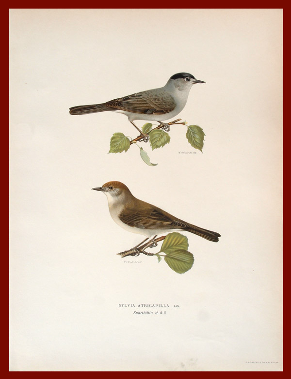 stampa antica capinera wright