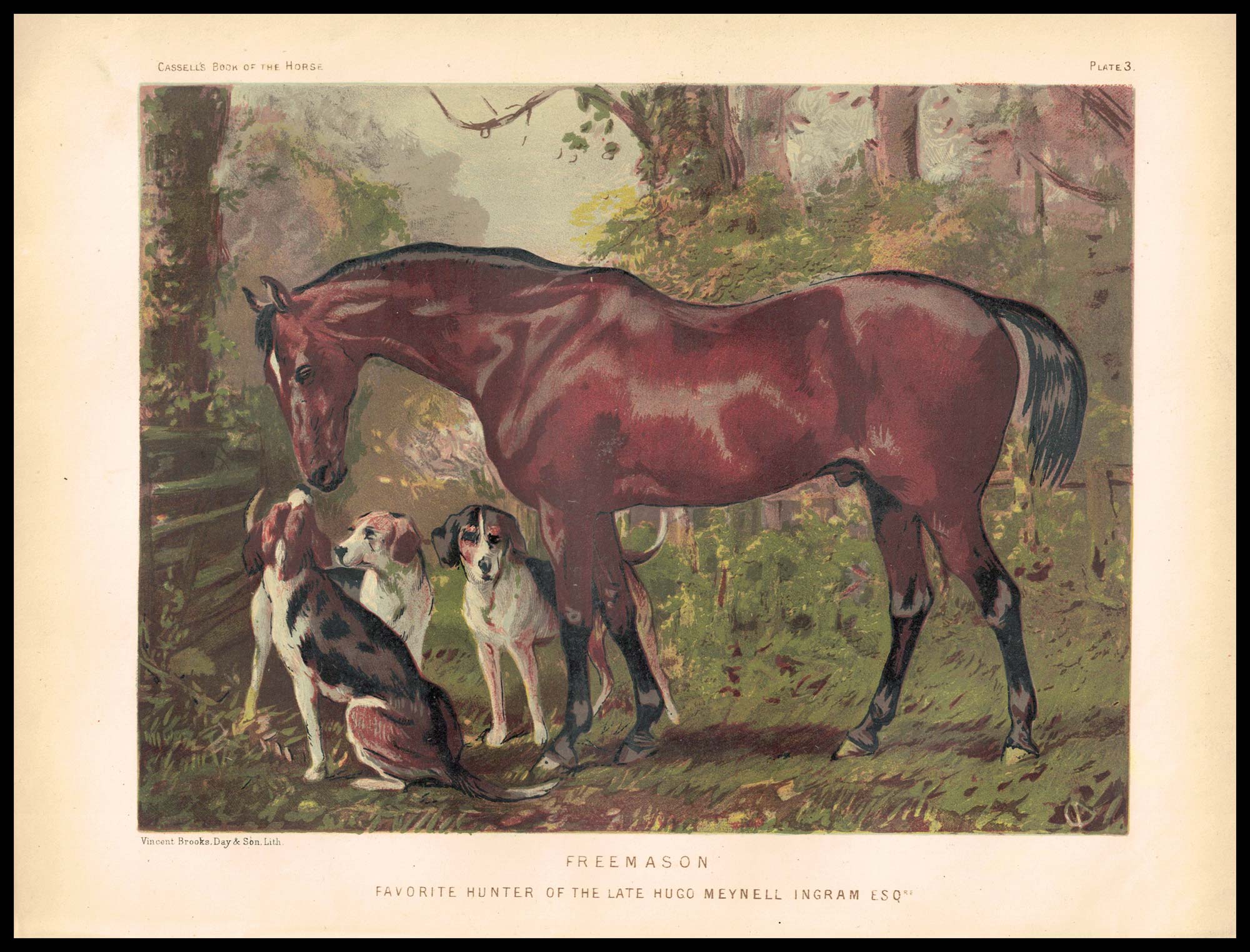 stampa antica cavallo freemason
