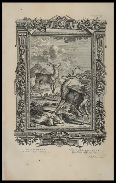 stampa antica cervi scheuchzer