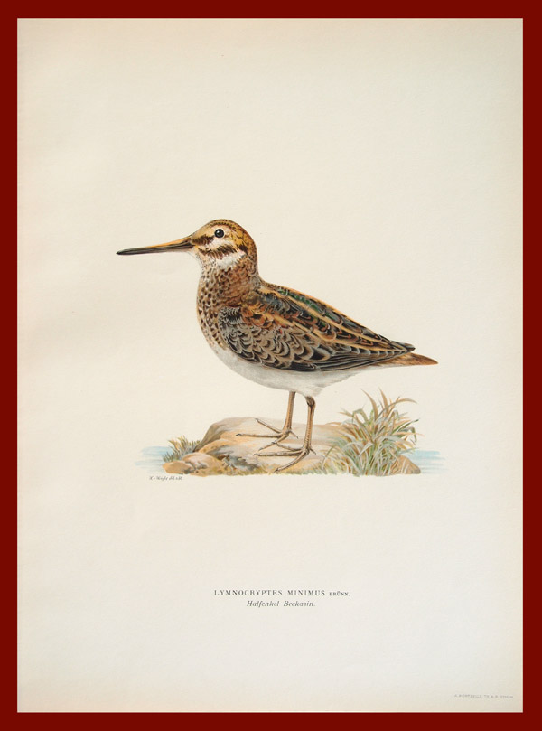 stampa antica frullino wright