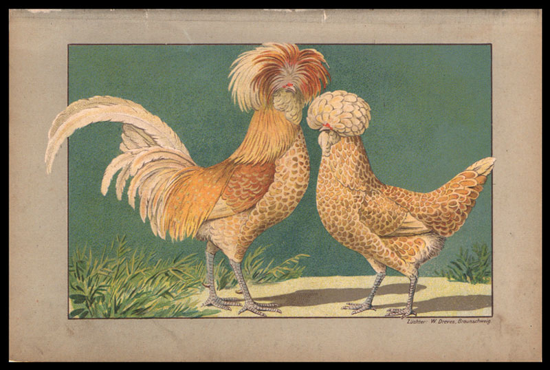stampa antica gallina paduaner
