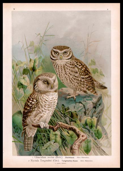 stampa antica glaucidium noctua naumann