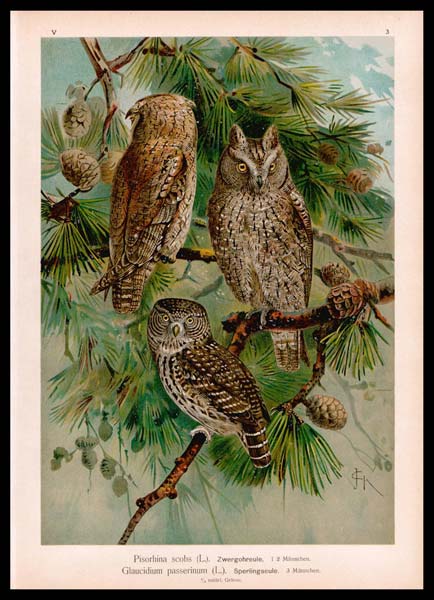 stampa antica glaucidium passerinum naumann