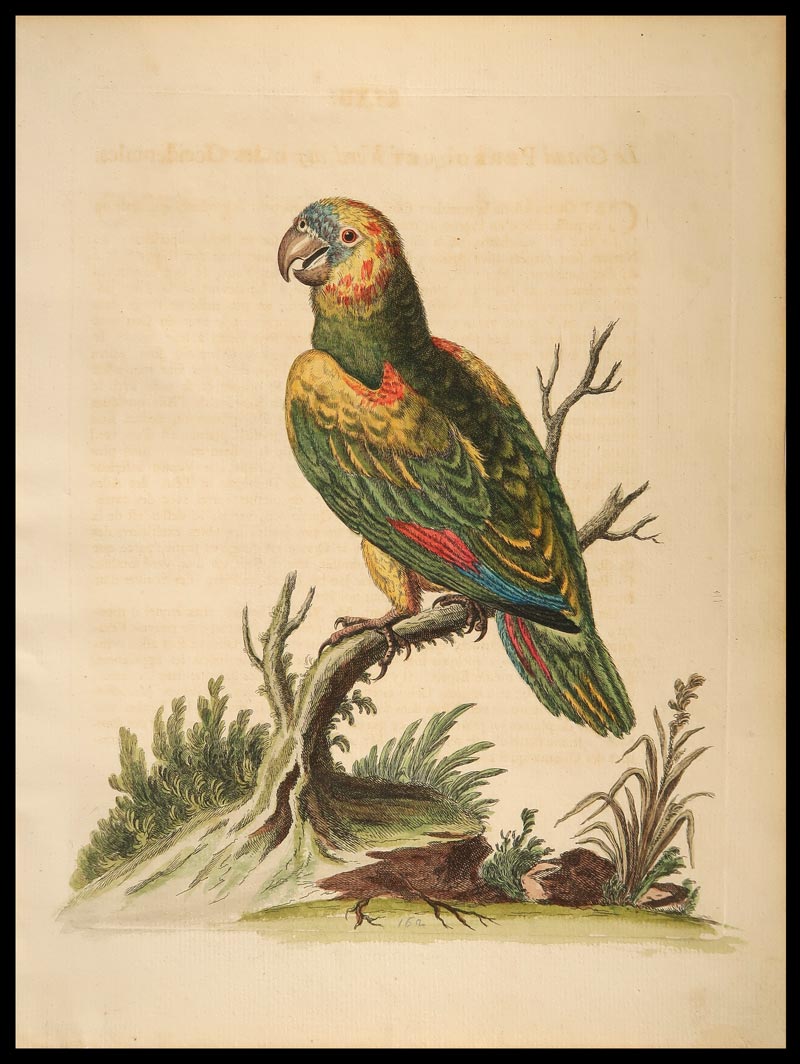stampa antica great green parrot edwards