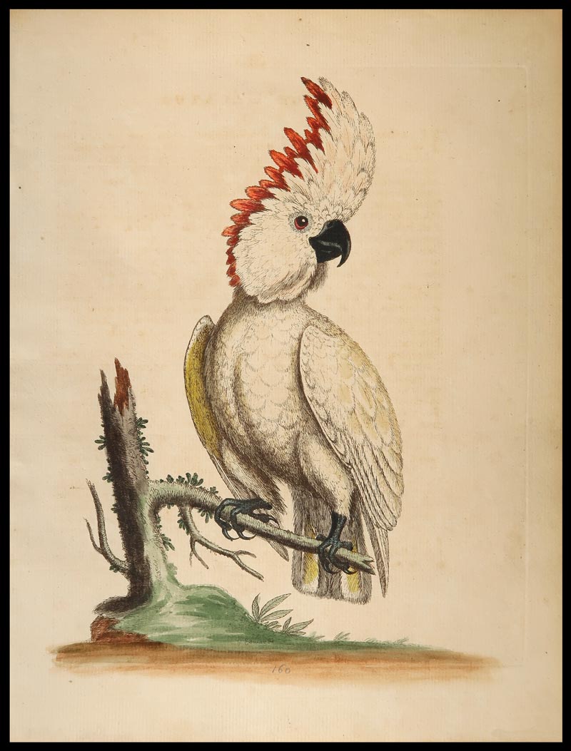 stampa antica greater cockatoo edwards