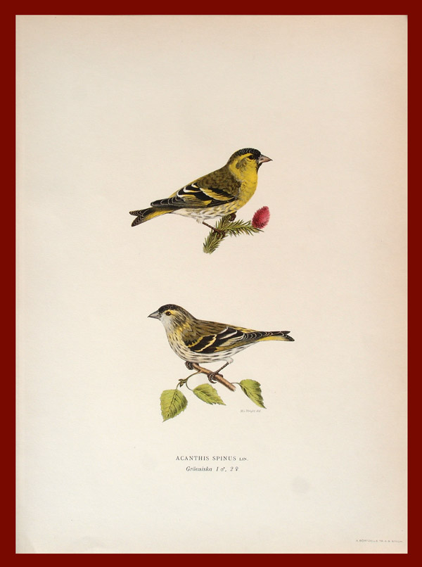 stampa antica lucherino wright