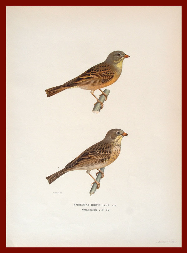 stampa antica ortolano wright