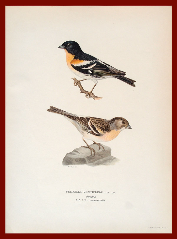 stampa antica peppola wright