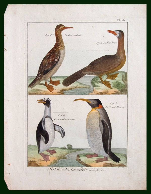 stampa antica pinguino reale