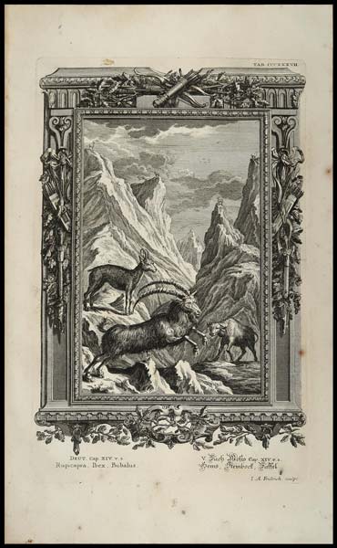 stampa antica rupicapra scheuchzer