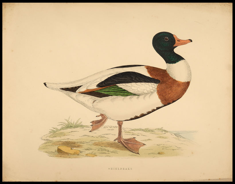stampa antica anatra shieldrake