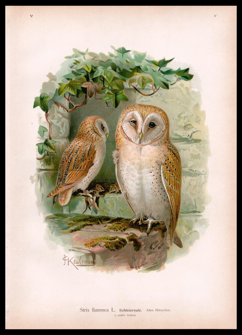 stampa antica strix flammea naumann