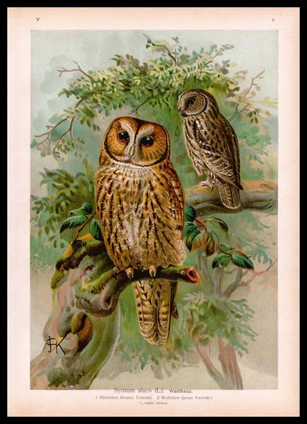 stampa antica syrnium aluco naumann