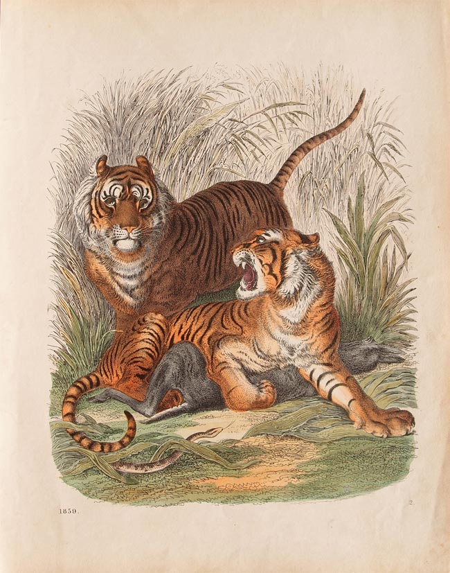 stampa antica con tigre a caccia