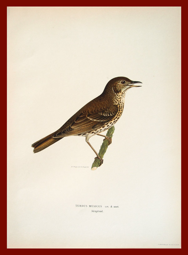 stampa antica tordo wright