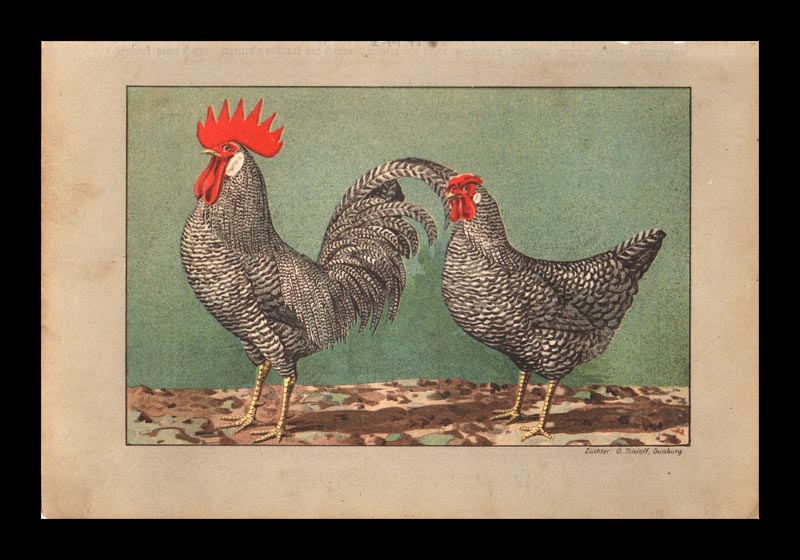 stampa antica deutsche sperber
