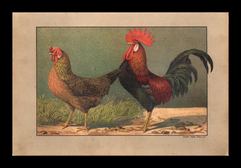stampa antica gallo altsteirer