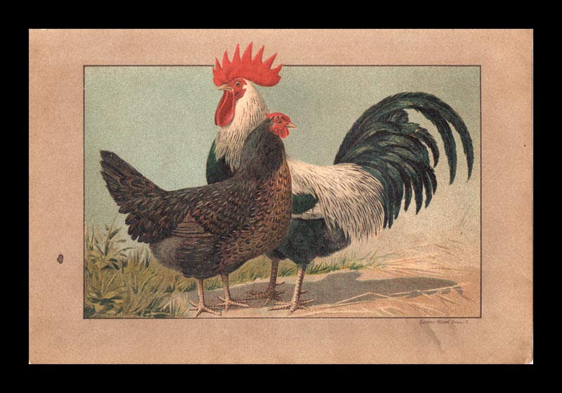 stampa antica gallo dunkle dorking