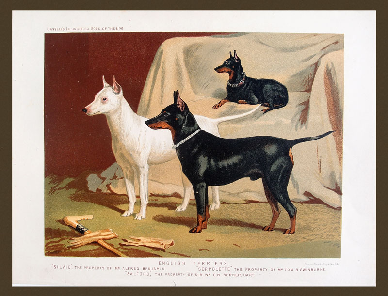 stampa antica cani terrier