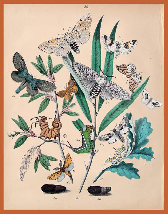 stampa antica farfalle depiuset