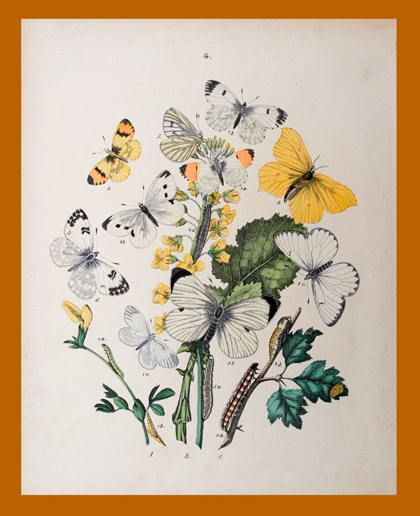 stampa antica farfalle