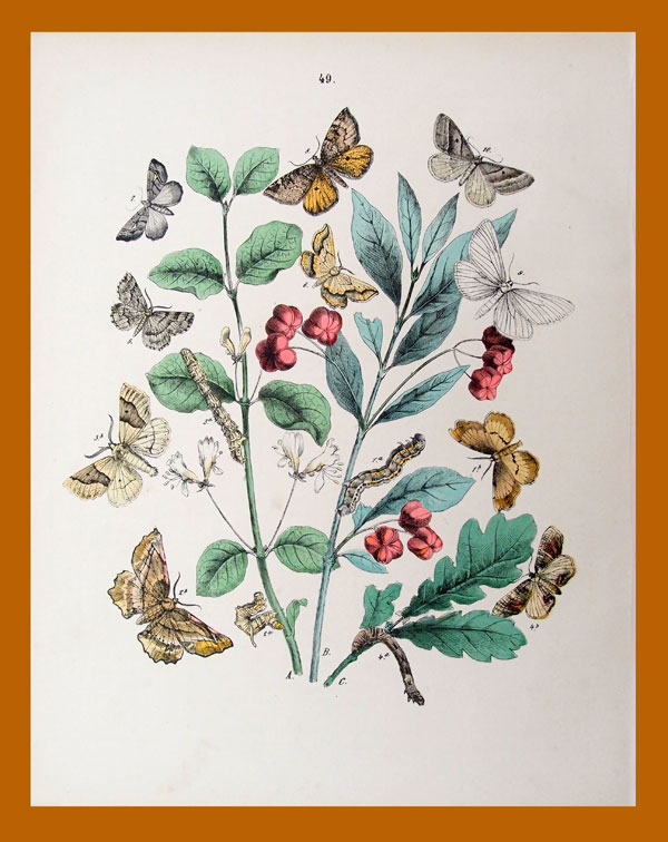 stampa antica farfalle depuiset