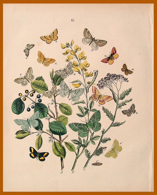 stampa antica farfalle diurne