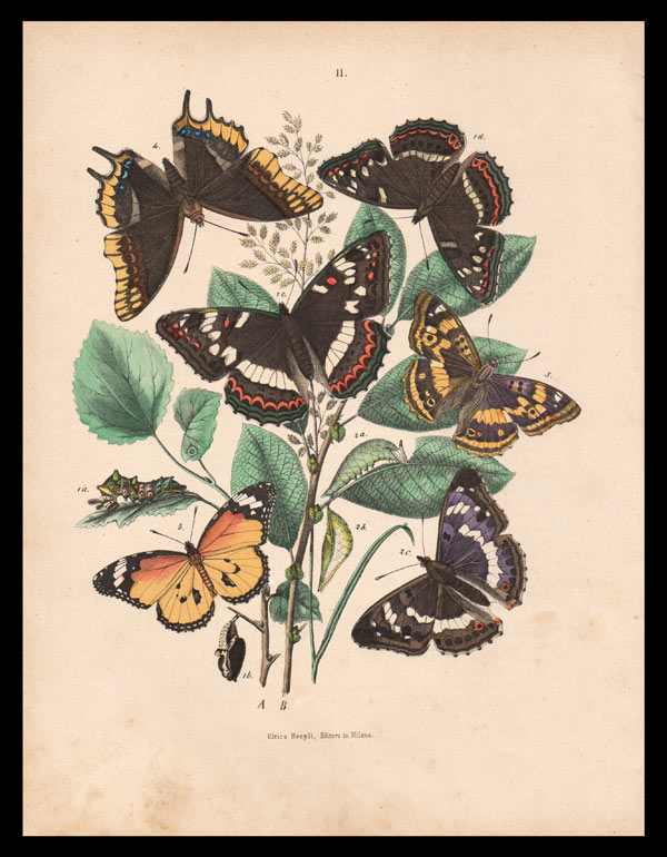 stampa antica farfalle limentis