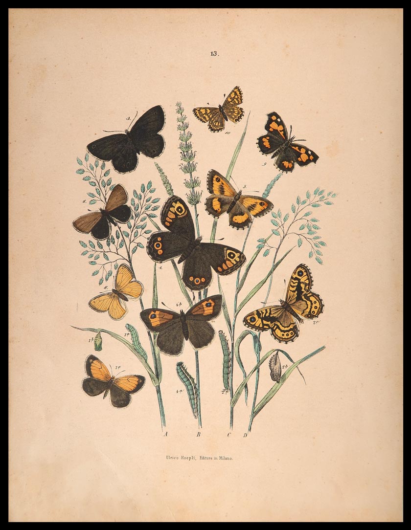 stampa antica farfalle pararga
