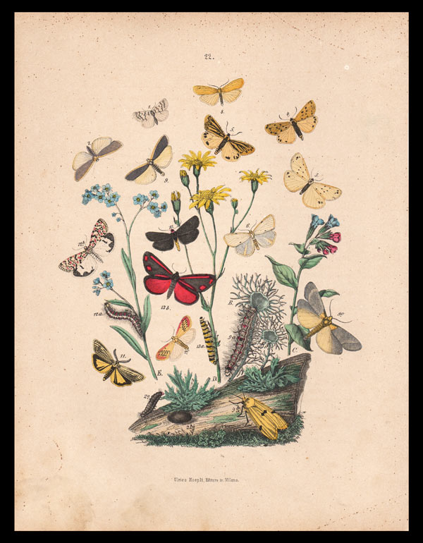 stampa antica farfalle nudaria