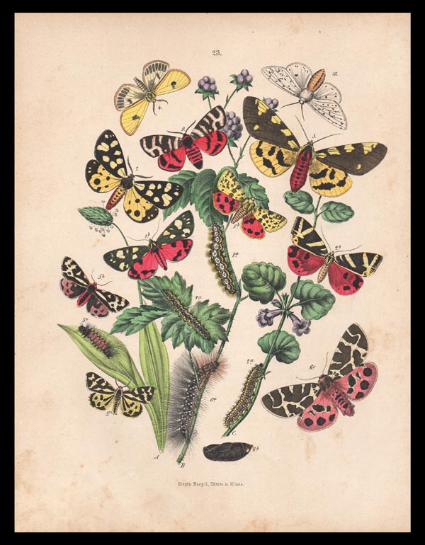 stampa antica farfalle papilio