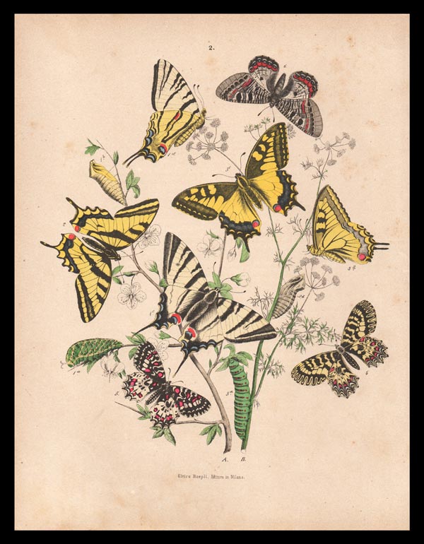 stampa antica farfalle papilio