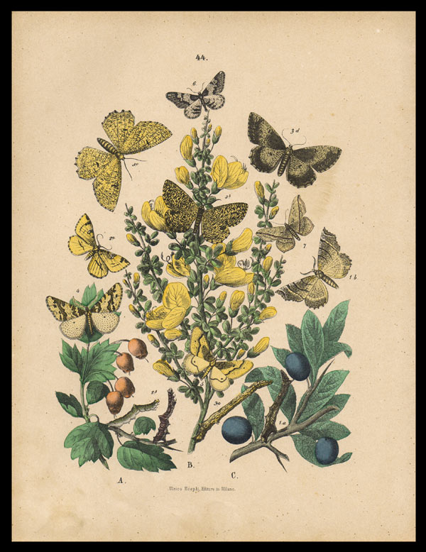 stampa antica farfalle hibernia