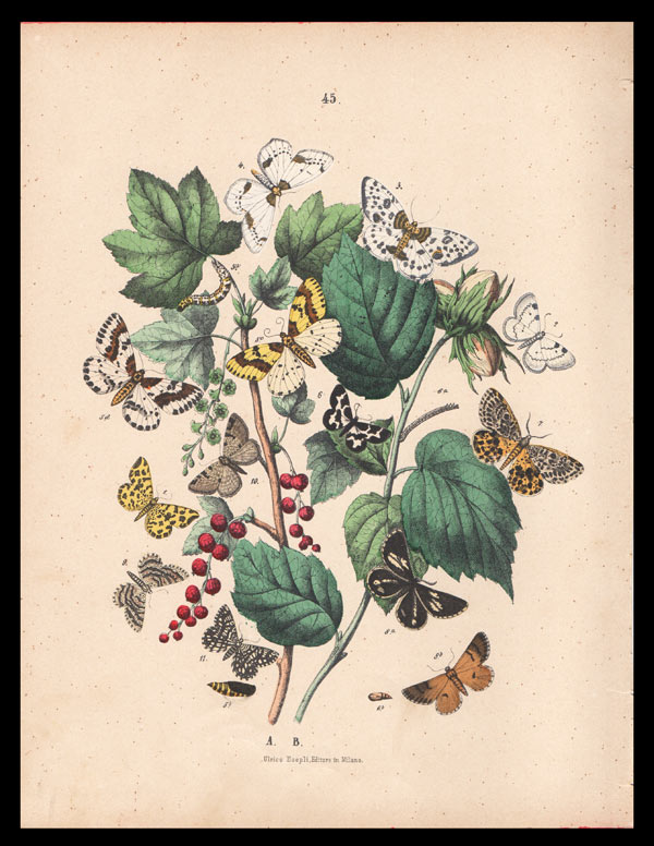 stampa antica farfalle abraxas