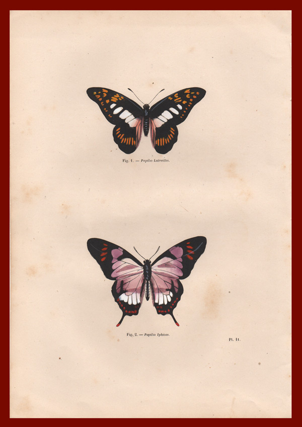 stampa antica farfalle asiatiche