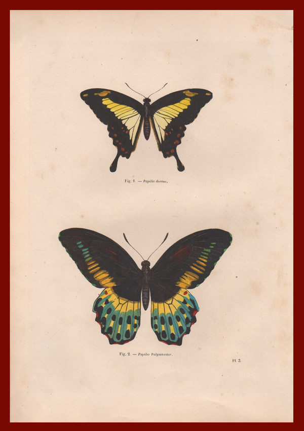 stampa antica farfalle coda rondine