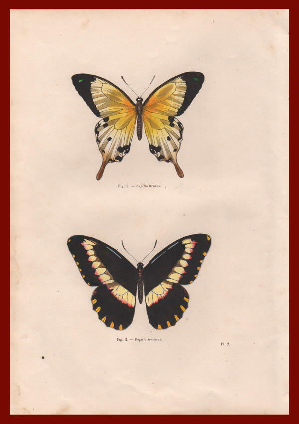 stampa antica farfalle tropicali
