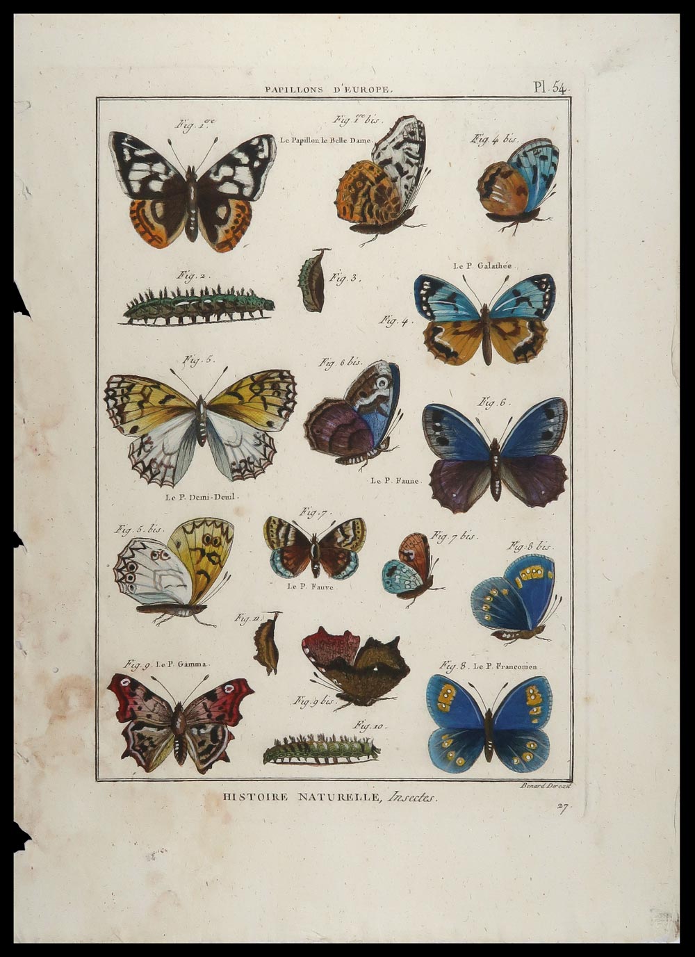 stampa antica papillons benard
