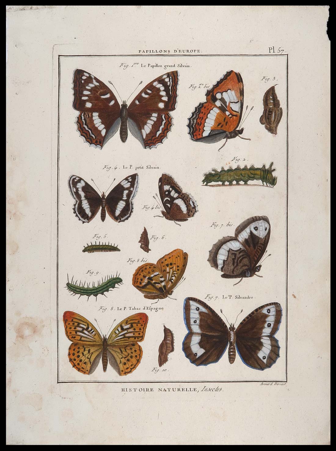 stampa antica papillons benard