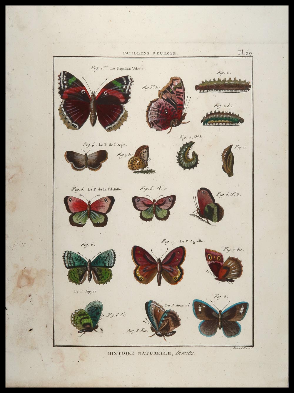 stampa antica papillons benard