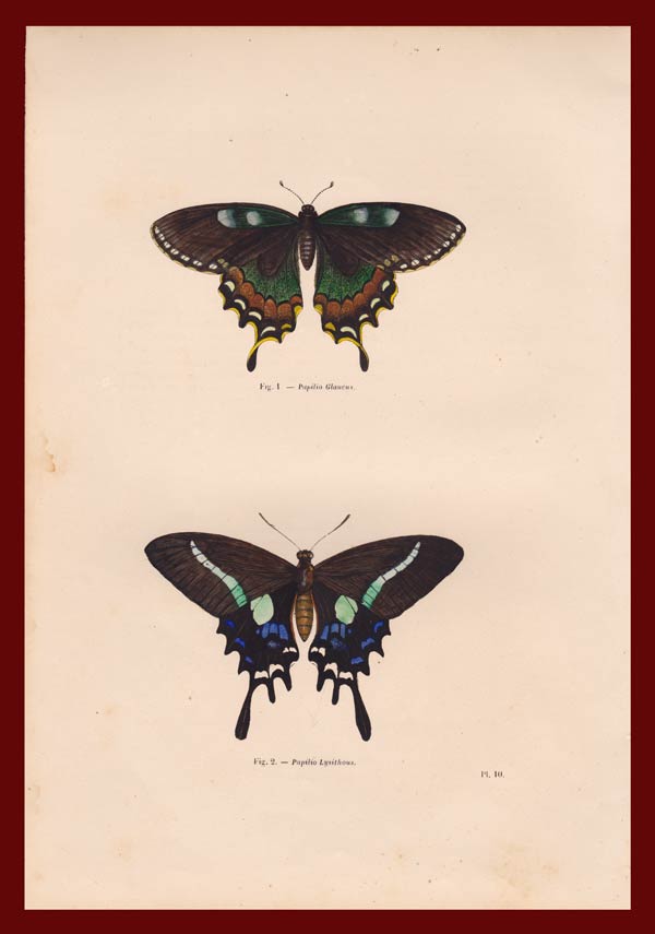 stampa antica farfalle america