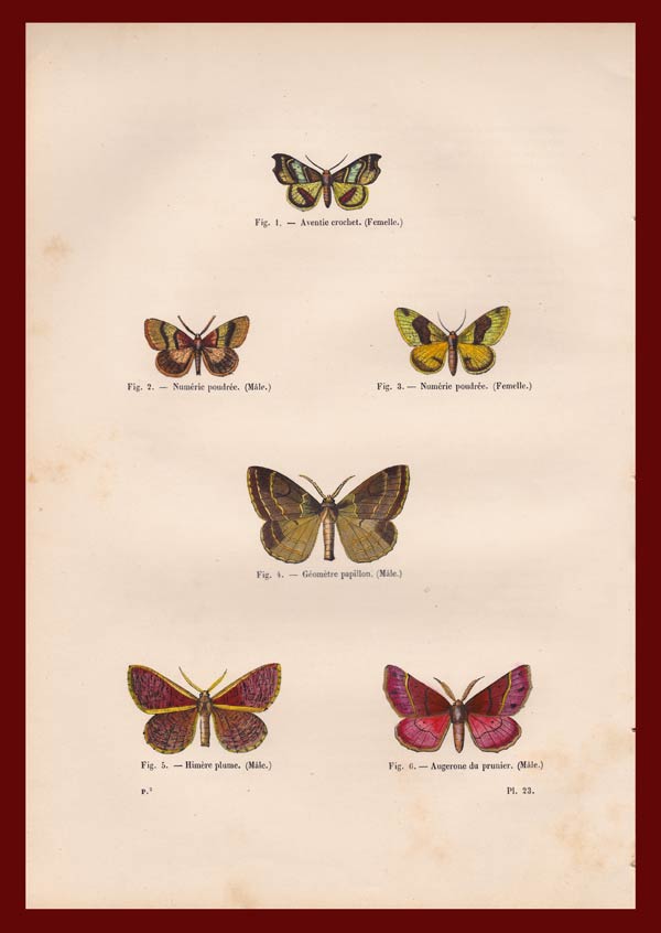 stampa antica farfalle diurne