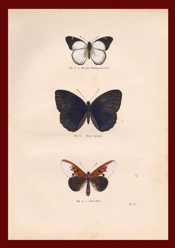 stampa antica farfalle diurne africane