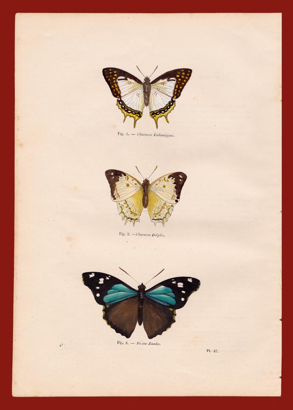 stampa antica farfalle asia