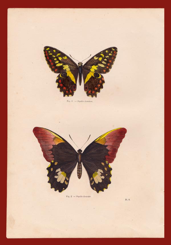 stampa antica farfalle diurne